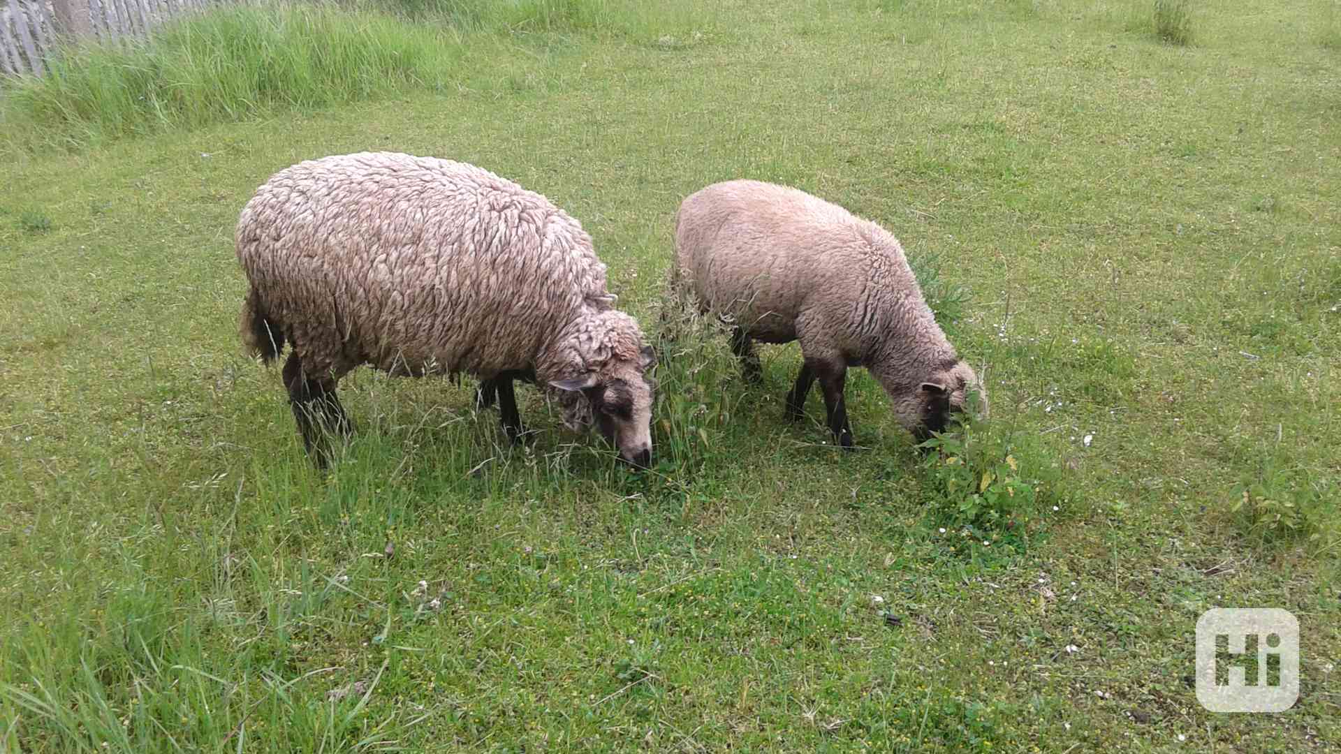 OVCE S JEHNĚTEM - foto 1