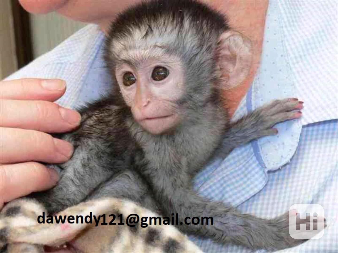 Přátelské mláďata kapucínských opic - foto 1