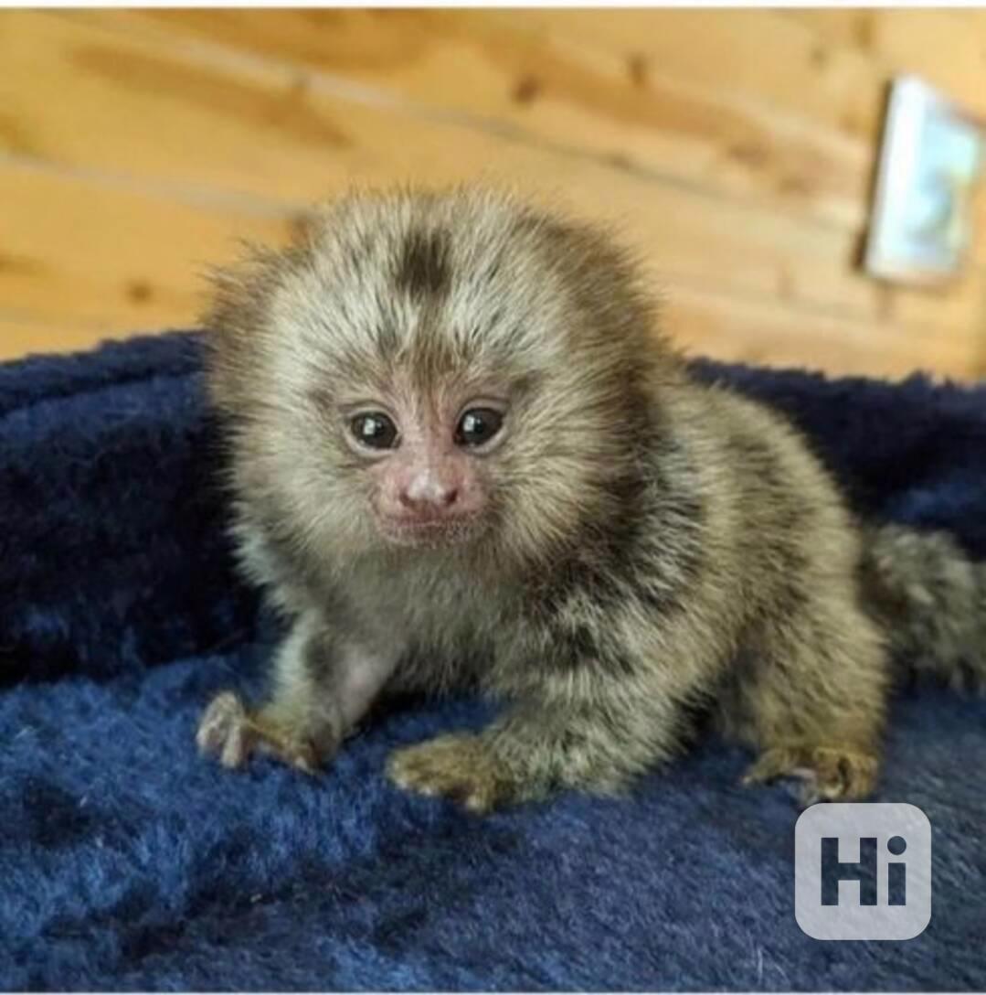 Nádherné opice kosmani k dispozici - foto 1