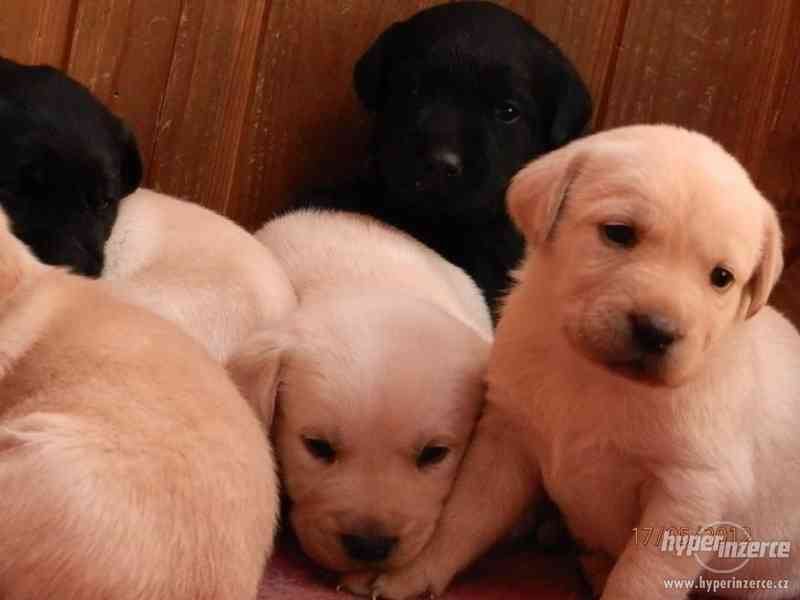 ŠTĚŇÁTKA LABRADORSKÉHO RETRÍVRA - foto 1
