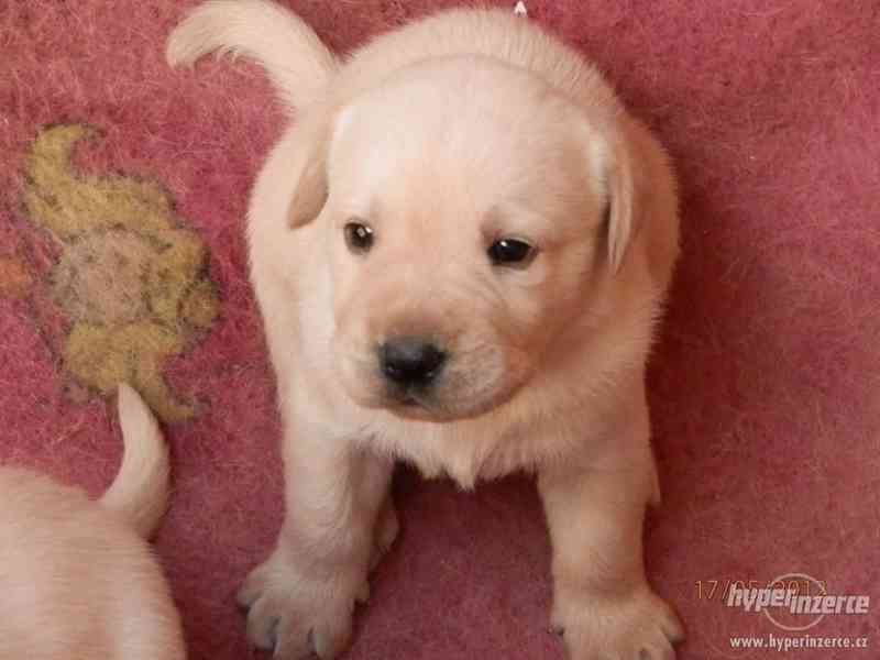 ŠTĚŇÁTKA LABRADORSKÉHO RETRÍVRA - foto 2