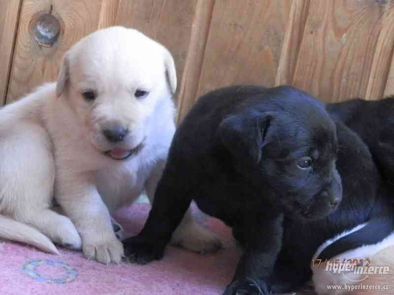 ŠTĚŇÁTKA LABRADORSKÉHO RETRÍVRA - foto 3