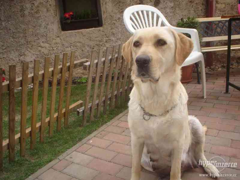 ŠTĚŇÁTKA LABRADORSKÉHO RETRÍVRA - foto 4