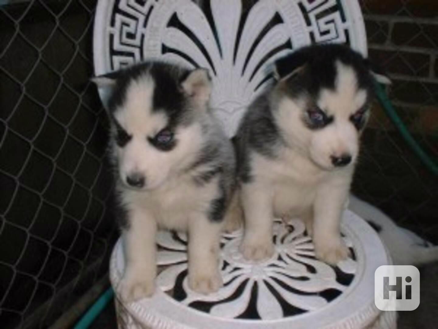  Roztomilá štěňata sibiřského huskyho (samec a samice)  - foto 1