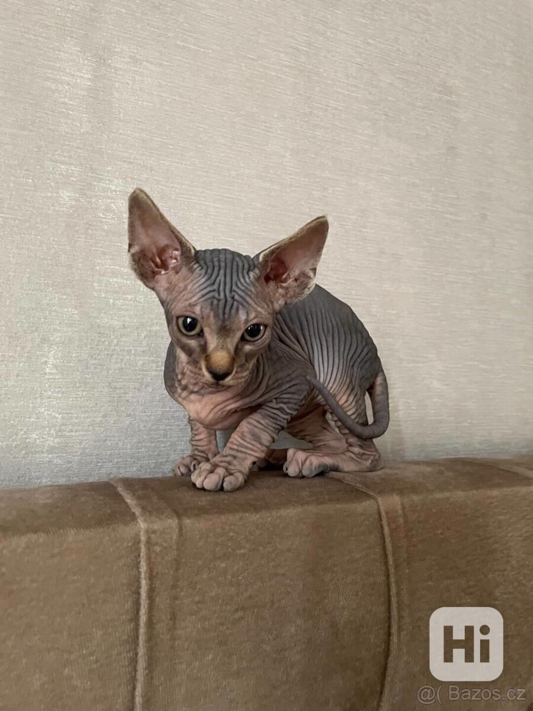 Kanadský sphynx koťátka - foto 1