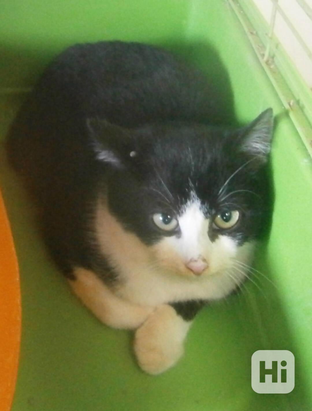 Černobílý, 3-4měsíční zatím nesmělý Toby hledá domov. - foto 1