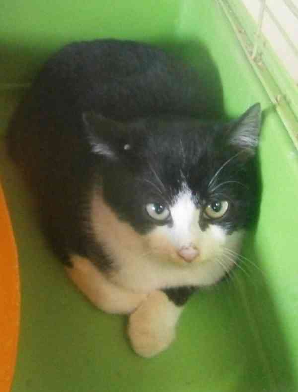 Černobílý, 3-4měsíční zatím nesmělý Toby hledá domov. - foto 1