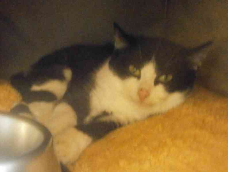 Černobílý, 3-4měsíční zatím nesmělý Toby hledá domov. - foto 5