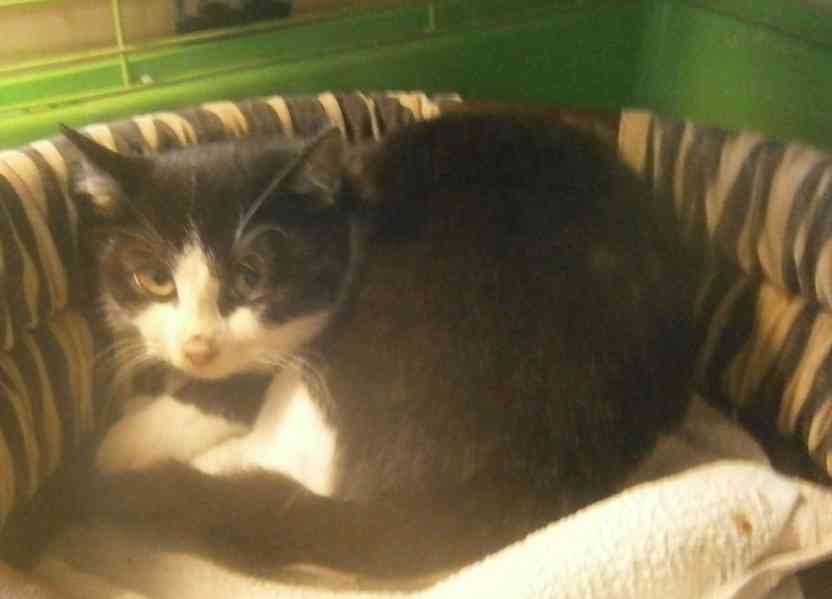 Černobílý, 3-4měsíční zatím nesmělý Toby hledá domov. - foto 3