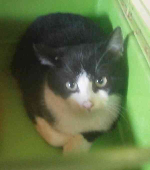Černobílý, 3-4měsíční zatím nesmělý Toby hledá domov. - foto 2