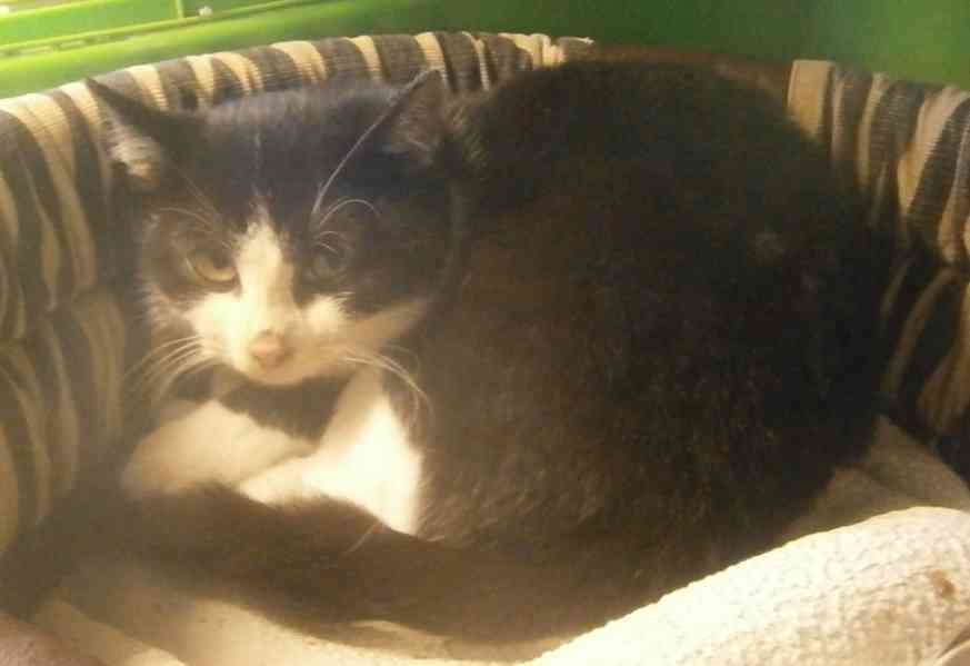 Černobílý, 3-4měsíční zatím nesmělý Toby hledá domov. - foto 6