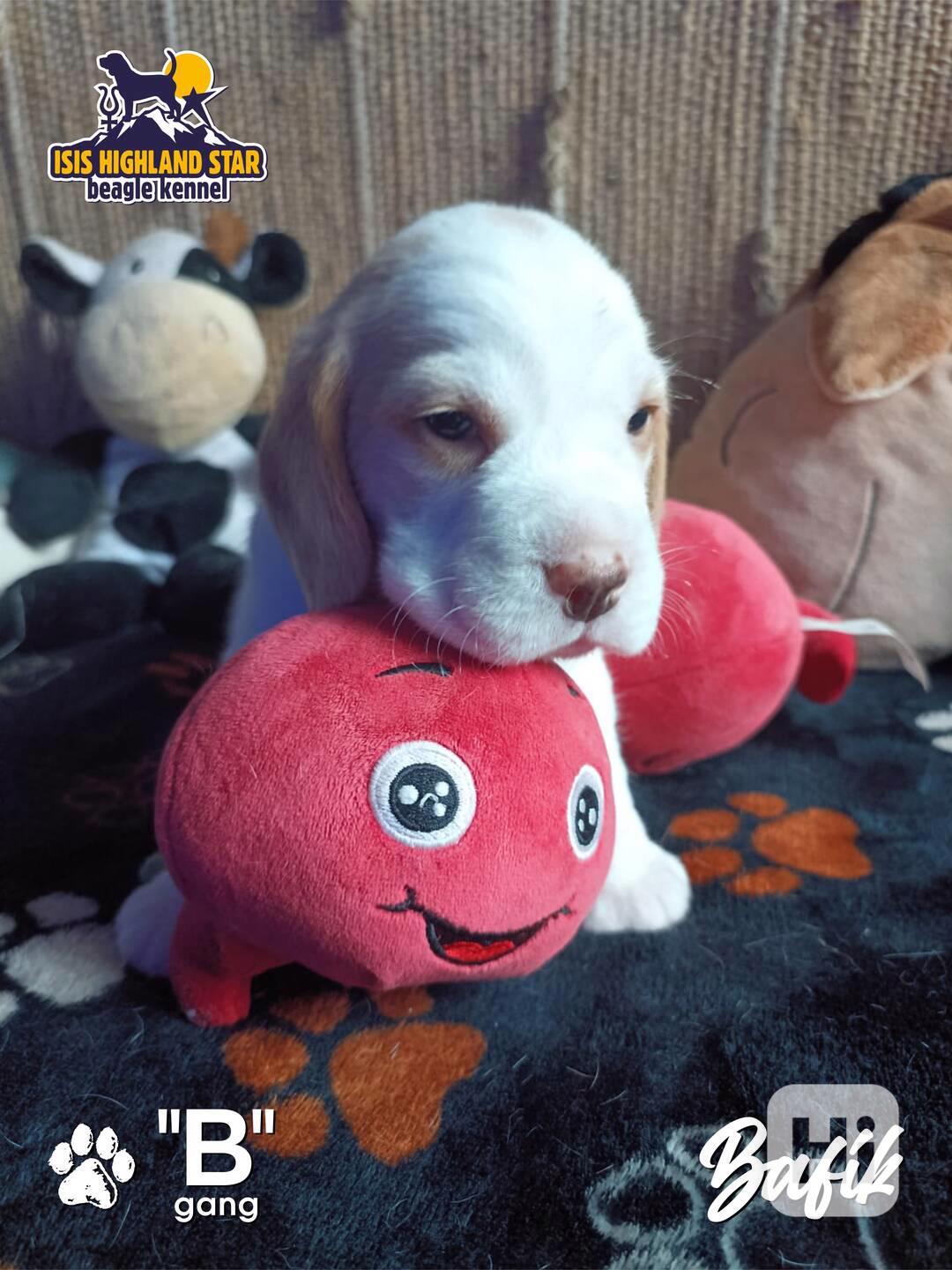 Beagle s PP - foto 1