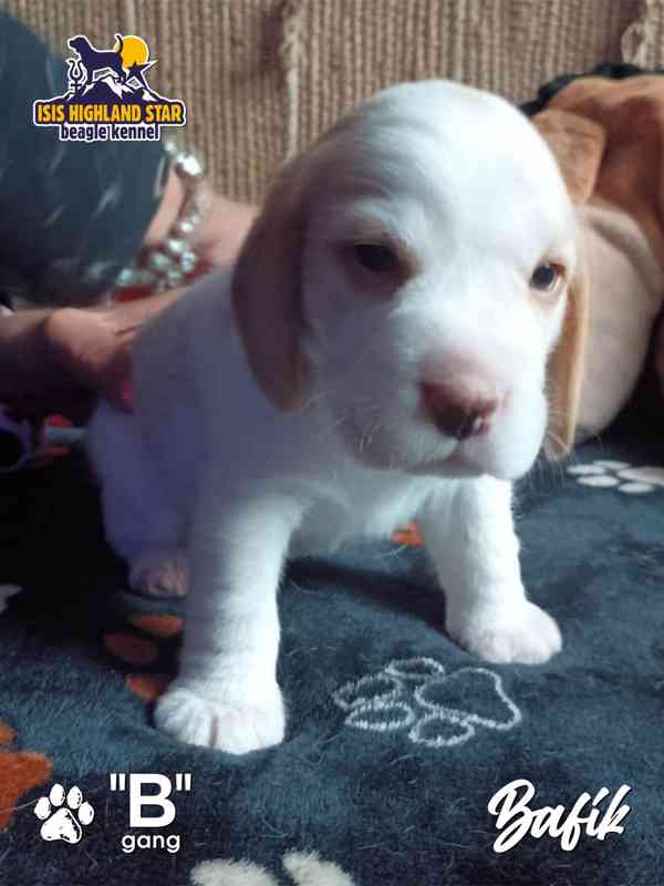 Beagle s PP - foto 6