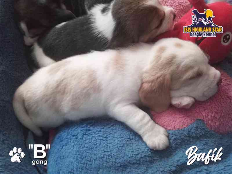 Beagle s PP - foto 8