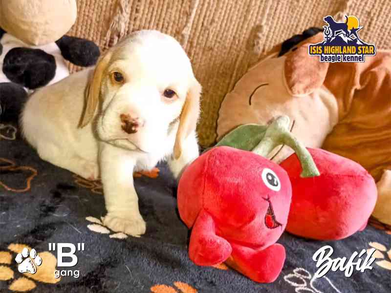Beagle s PP - foto 7