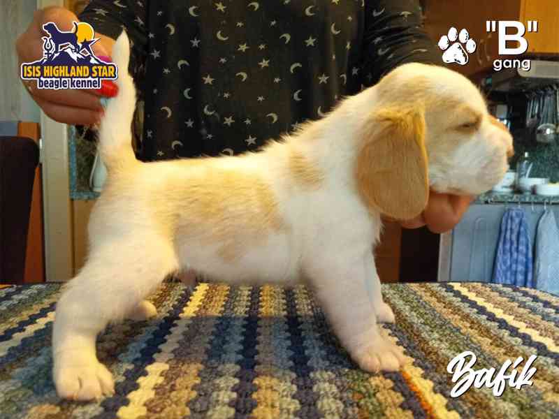 Beagle s PP - foto 10