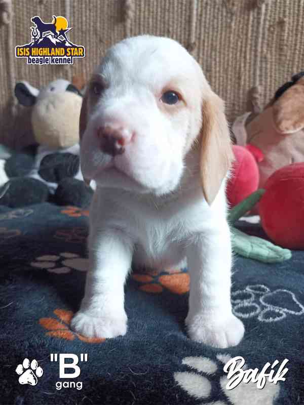 Beagle s PP - foto 5
