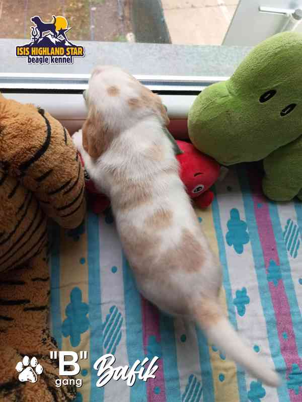 Beagle s PP - foto 3