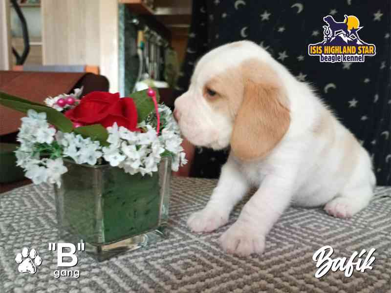 Beagle s PP - foto 9