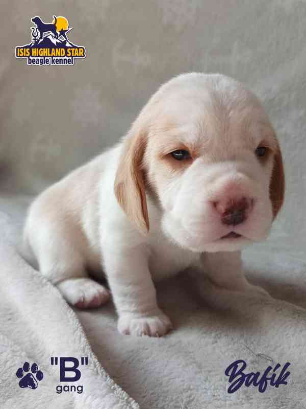 Beagle s PP - foto 2