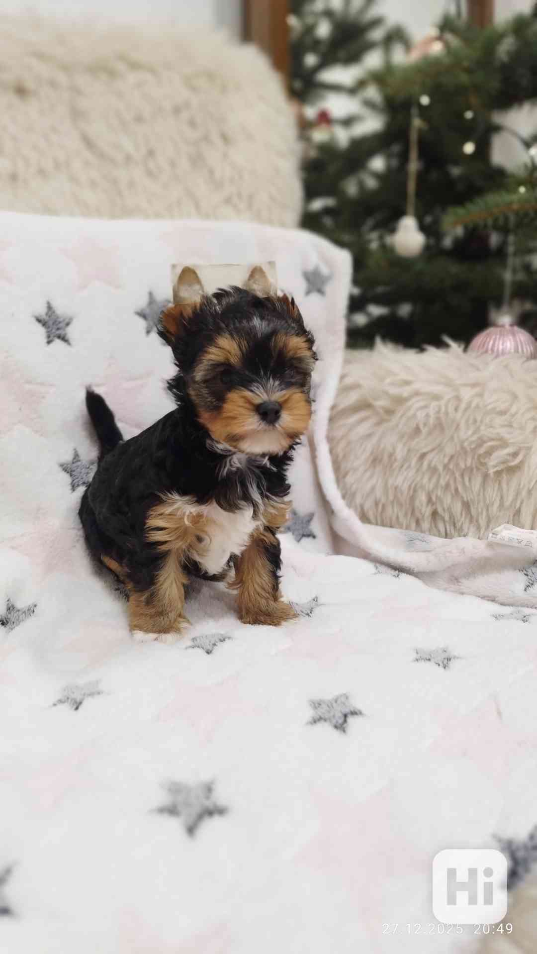 Jorkšírský teriér spaltbiewer s průkazem původu  - foto 1