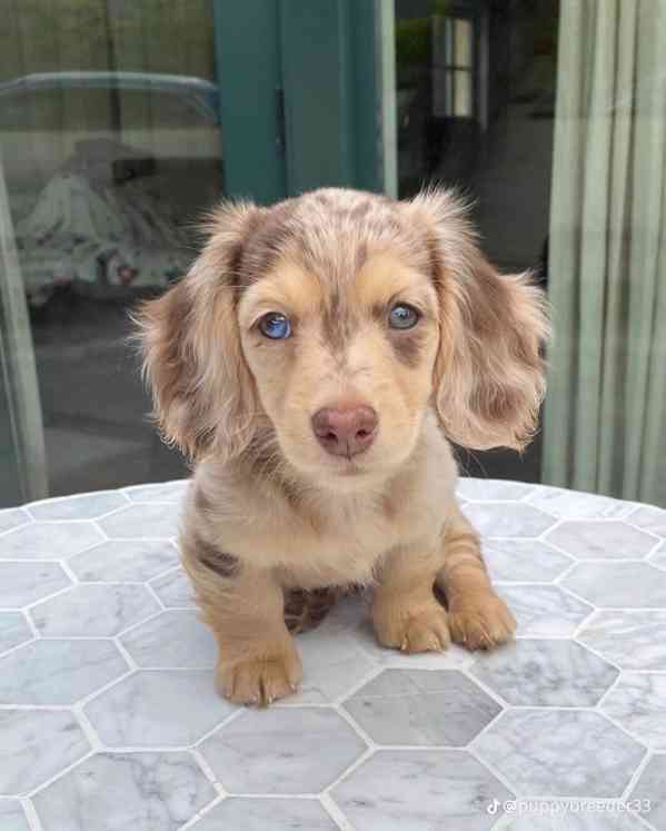 Celkem zdarma štěňata jezevčíka k adopci zdarma - foto 2