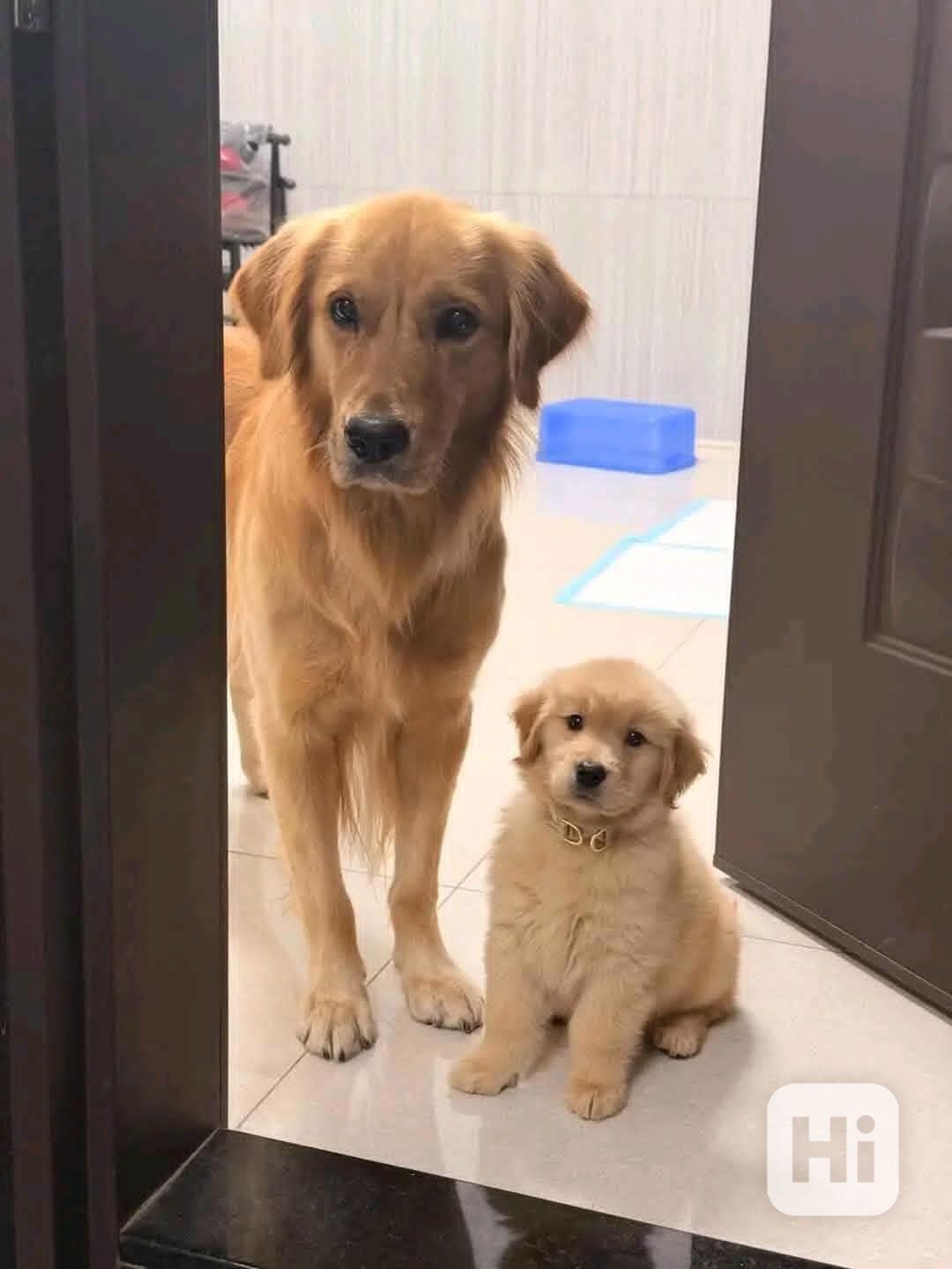 Působivá štěňata Zlatý retrívr k odběru. - foto 1