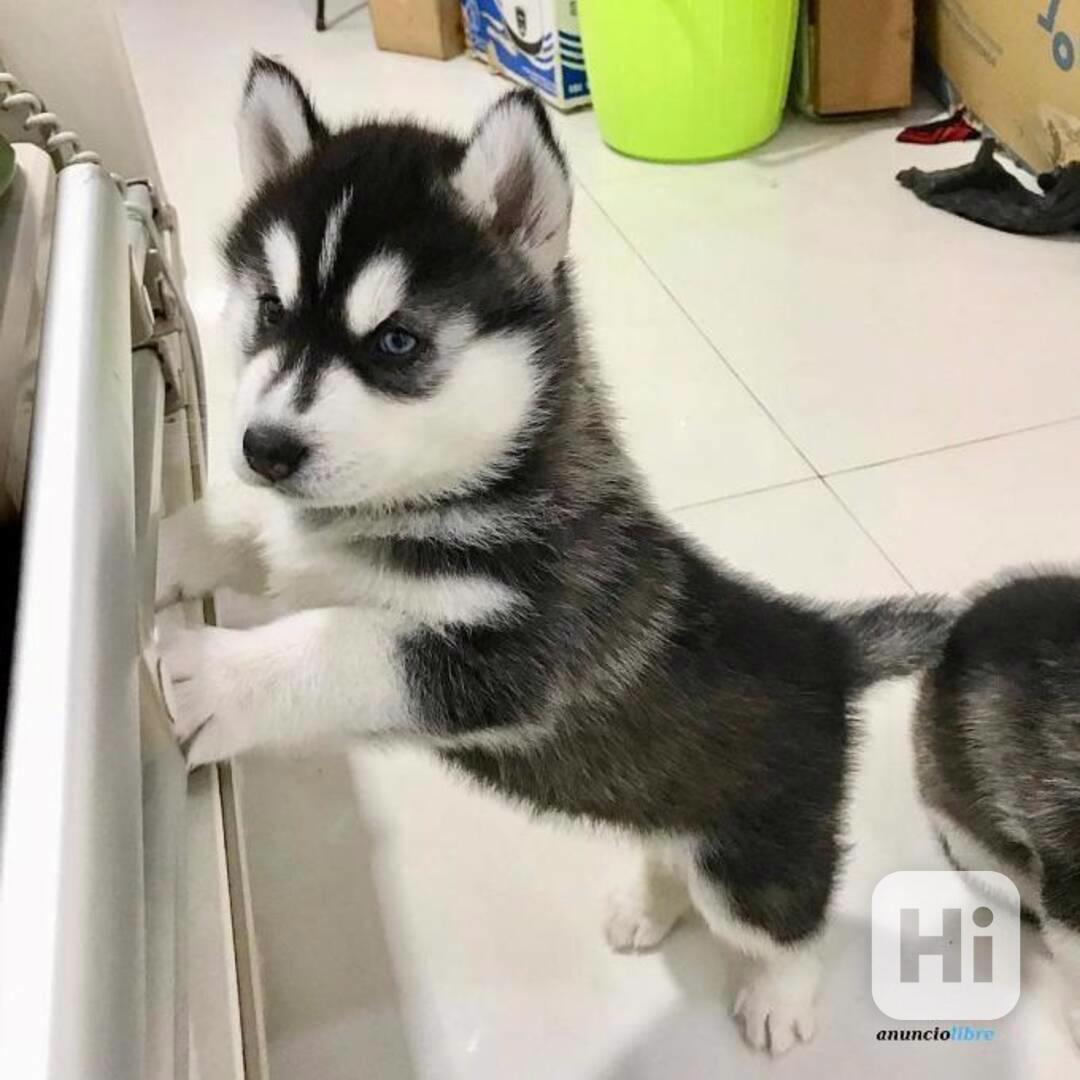 Nádherná štěňata sibiřského huskyho - foto 1