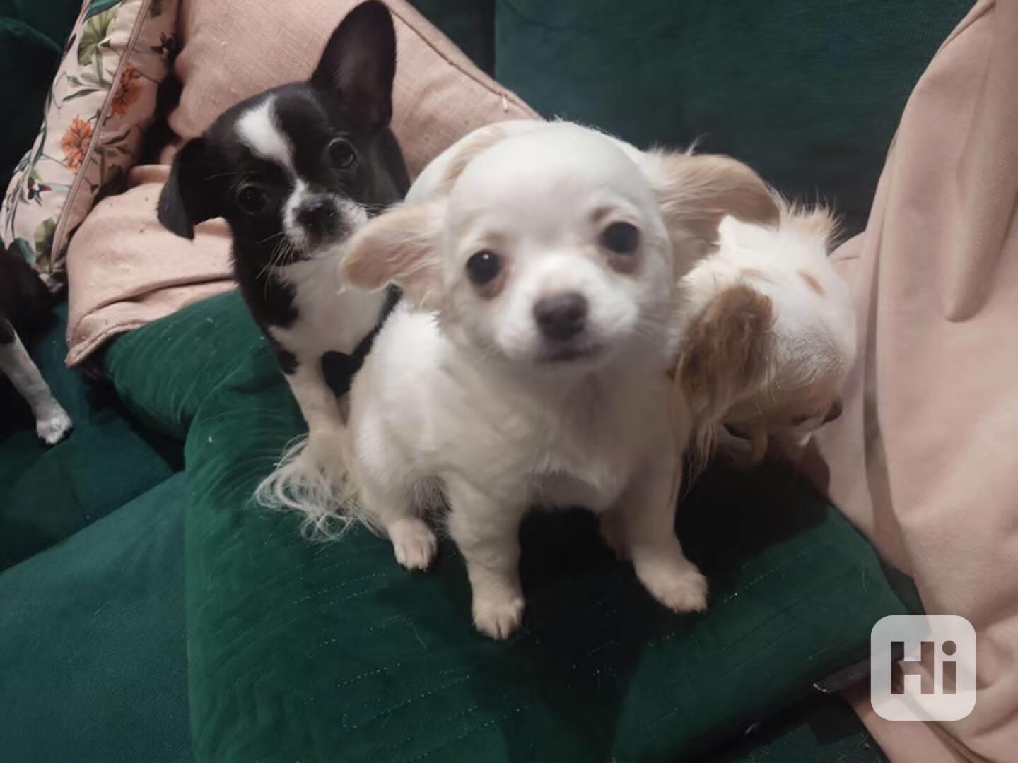 Mini Mini štěňátka Čivava s PP - foto 1