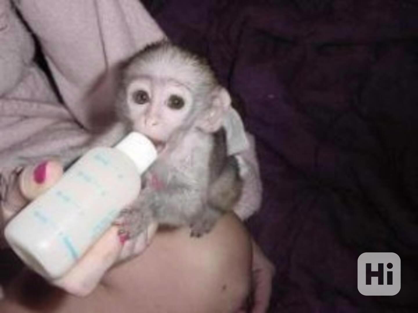 Dobře vychovaná kapucínská opice - foto 1