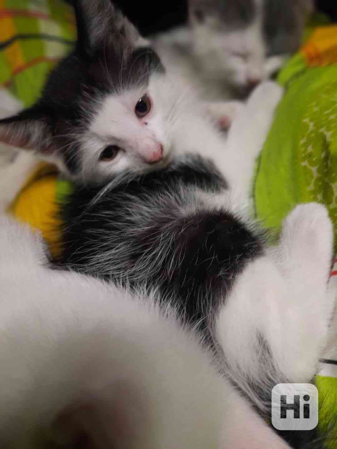 Koťátka  - foto 1