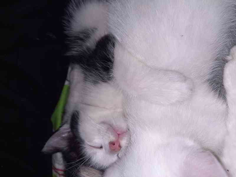 Koťátka  - foto 3