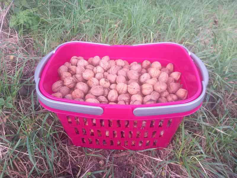 Vlašské ořechy, čerstvě nasbírané, neloupané, 5kg - foto 2