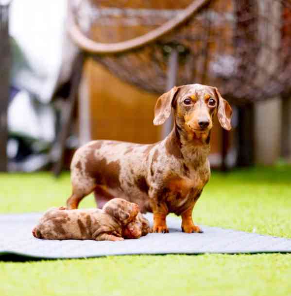 Štěňata trpasličího jezevčíka k adopci. - foto 1