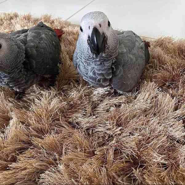 Vynikající ❤️papoušci arové  - foto 1