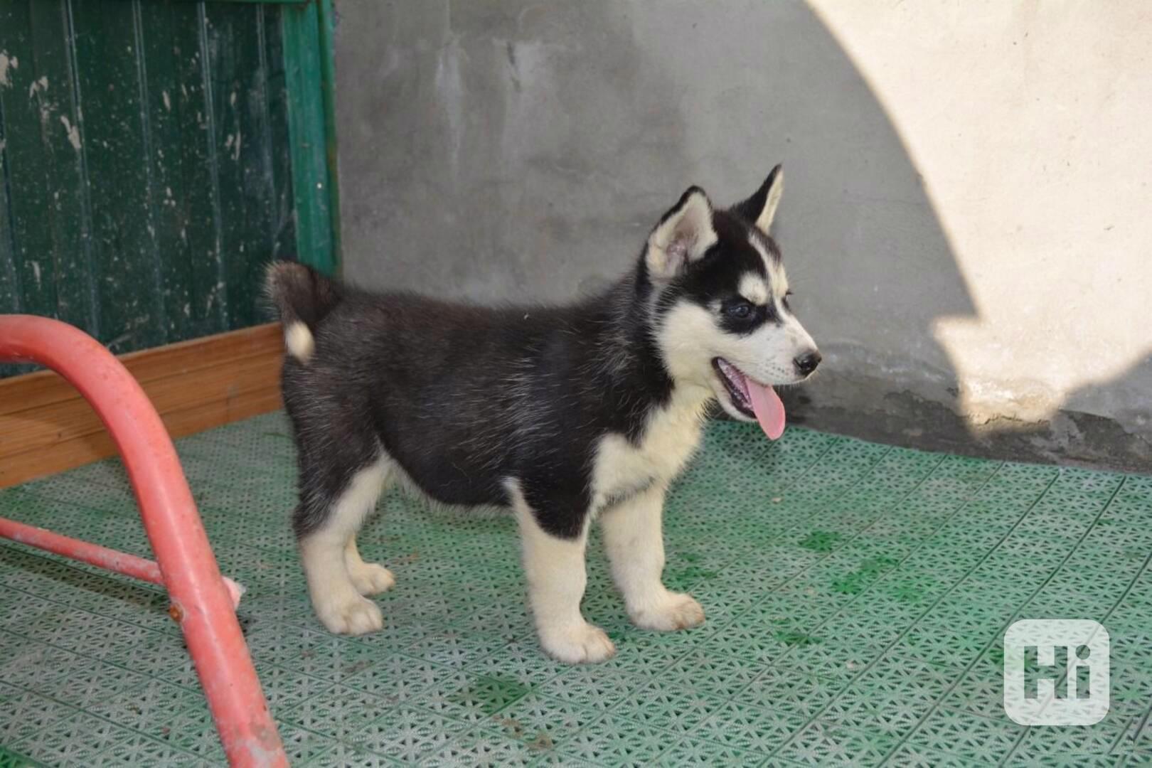 Krásná 4 štěňata sibiřského huskyho Toto štěně sibiřského hu - foto 1