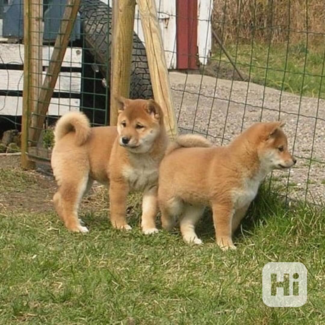 Shiba-Inu na prodej s PP - foto 1