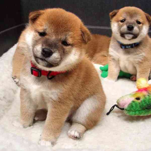Shiba-Inu na prodej s PP - foto 3