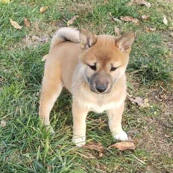 Shiba-Inu na prodej s PP - foto 4