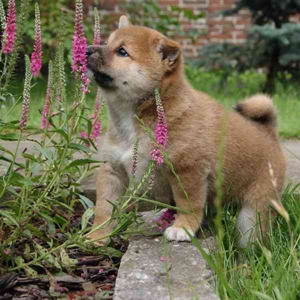 Shiba-Inu na prodej s PP - foto 2