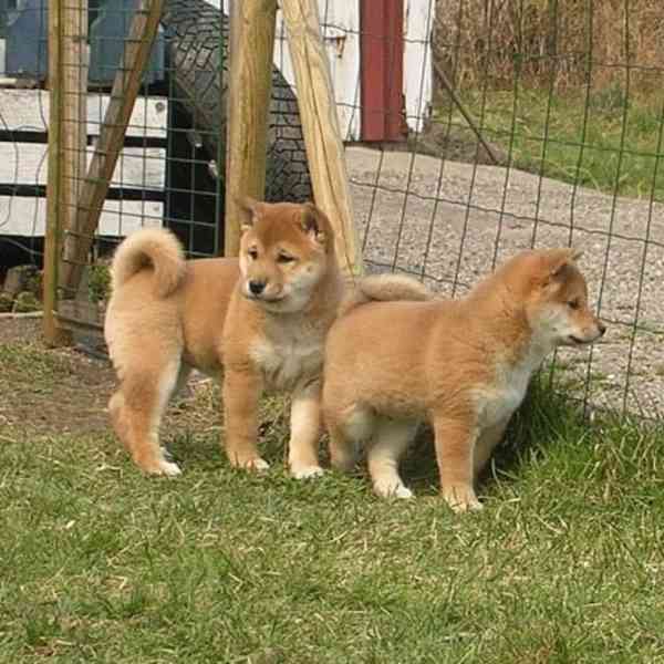 Shiba-Inu na prodej s PP - foto 1