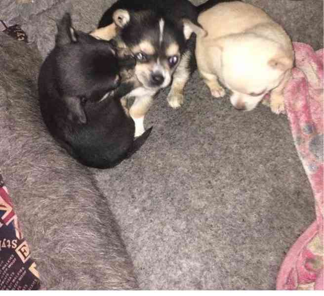 Mini Čivava štěně - foto 1