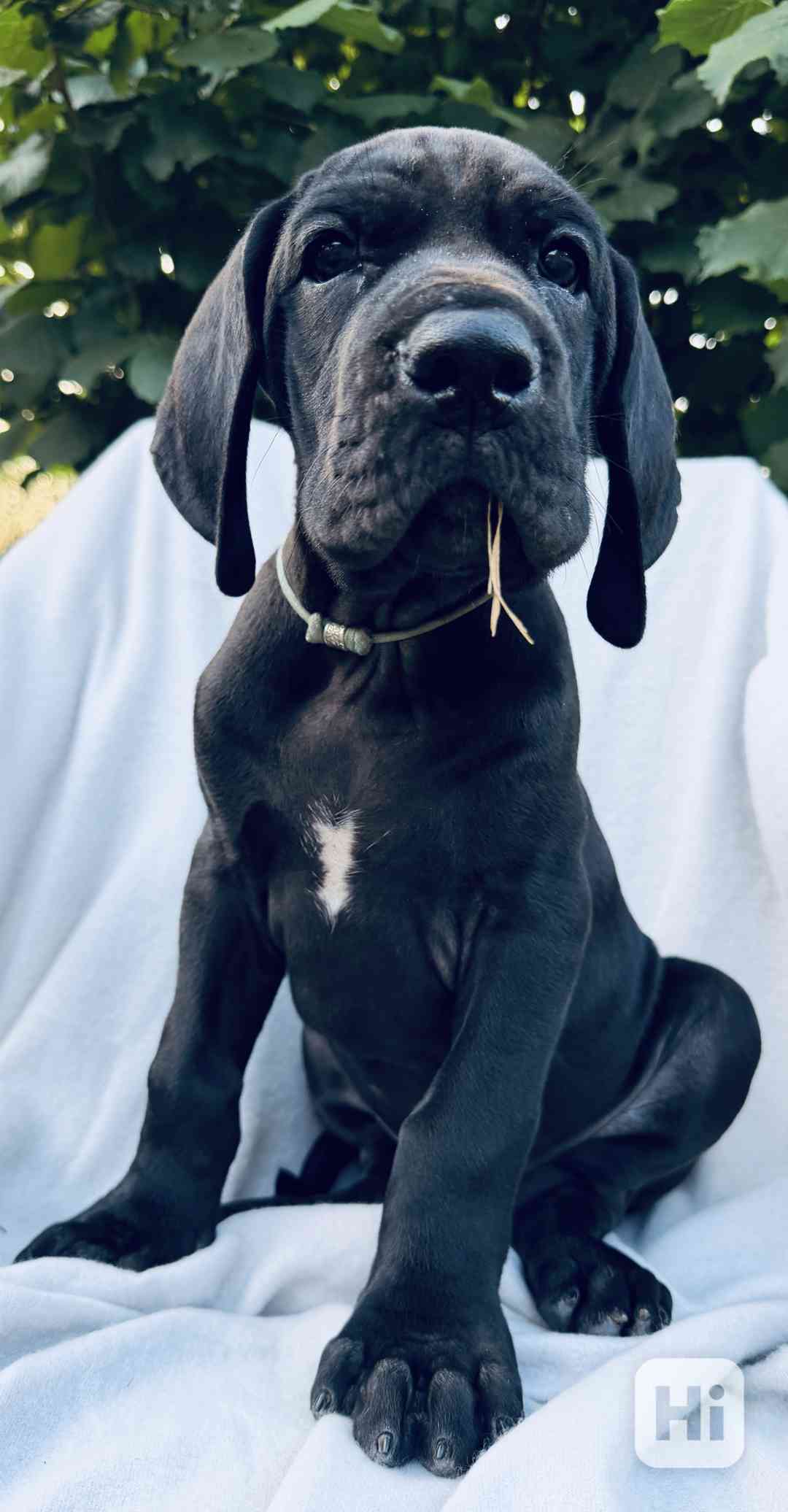 Německá Doga s PP ( FCI) - foto 1