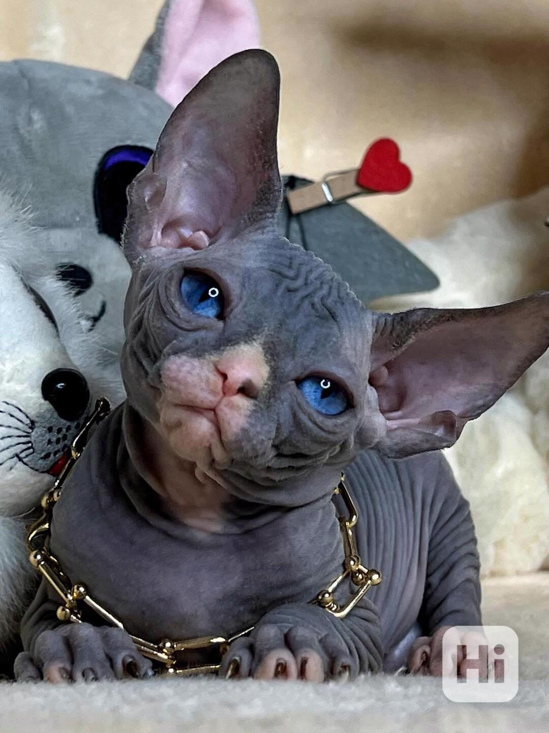 Kotě Sphynx na prode - foto 1