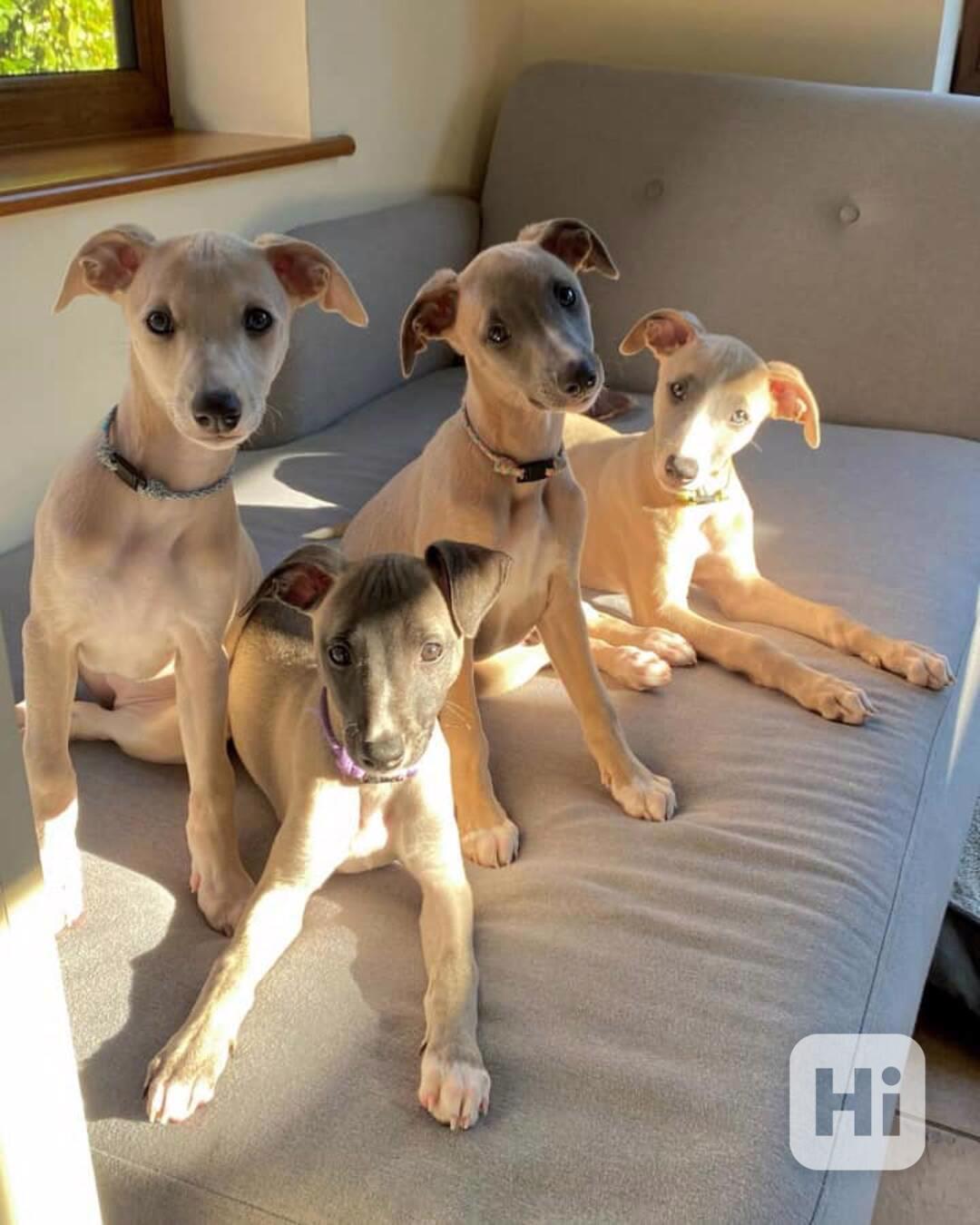 🏁 Roztomilá štěňata whippetů na prodej - foto 1