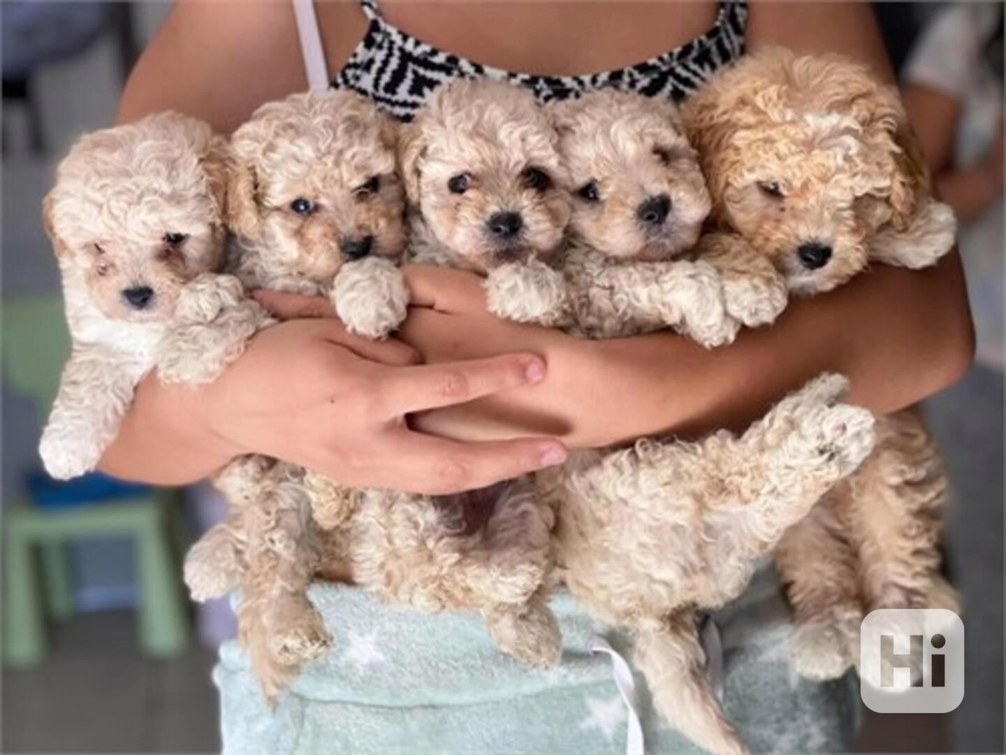 Cute toy maltipoo - foto 1