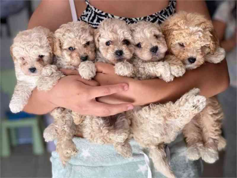 Cute toy maltipoo