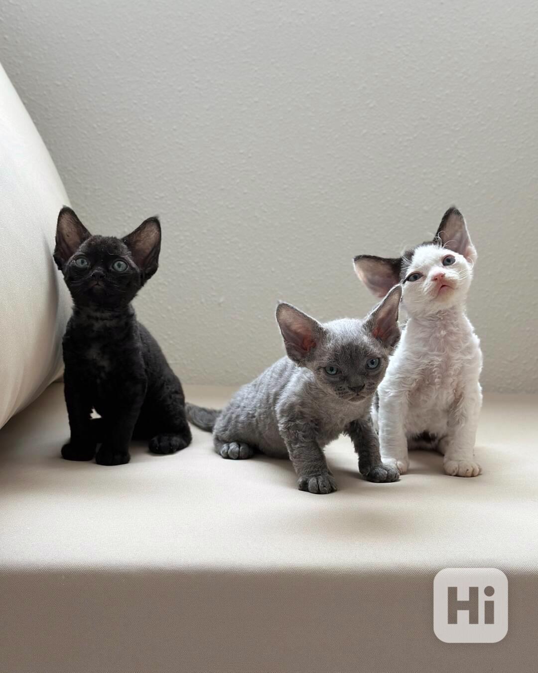 Krásné kotě Devon Rex - foto 1