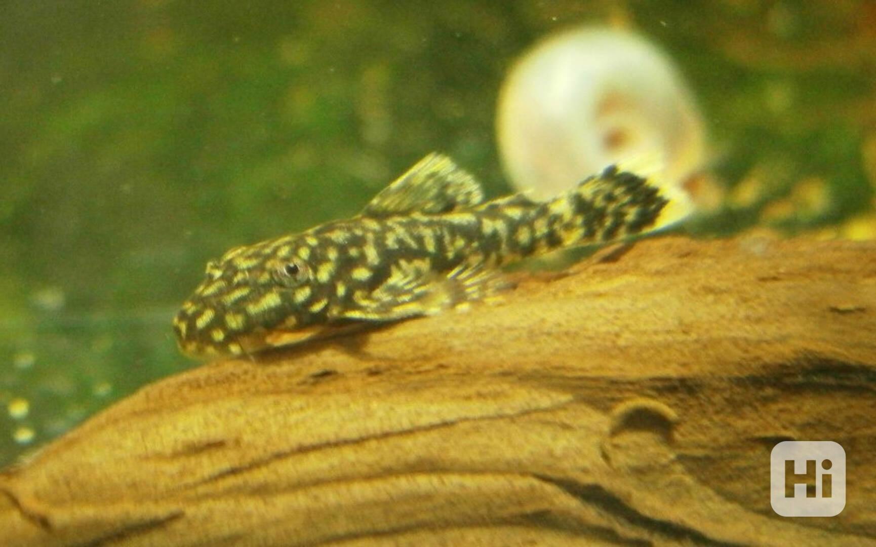 ancistrus sp. - foto 1