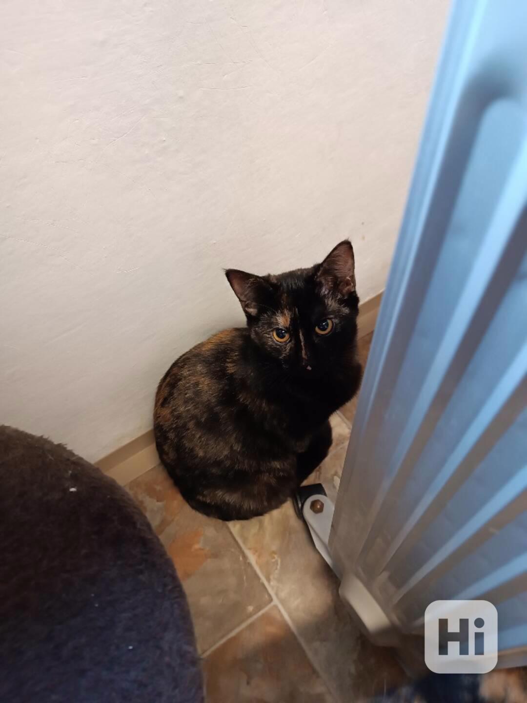 Milá, hravá Elvíra je asi 7měsíční želvovinová kočičí slečna - foto 1